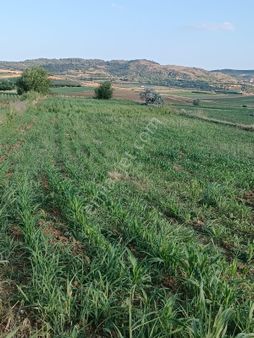 Bilecik Merekeze Bağlı Yeniköy De Sulak Yatırımlık Tarla