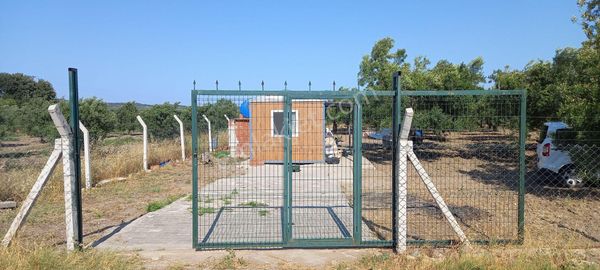 Saruhanlı Paşaköye Yakın 6.000 M2 Evi Olan Zeytinlik 3.750.000 Tl