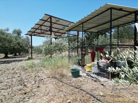 Beyaz Gayrımenkulden Saruhanlı Kepenekli Mh De Süper Zeytinlikler