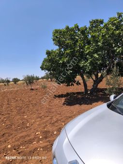 Kilis Merkez Akıncı Da Satlik Zeytin