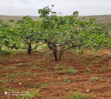 Nizip Salkım Da 38 Dönüm Yatırımlık Fıstıklık