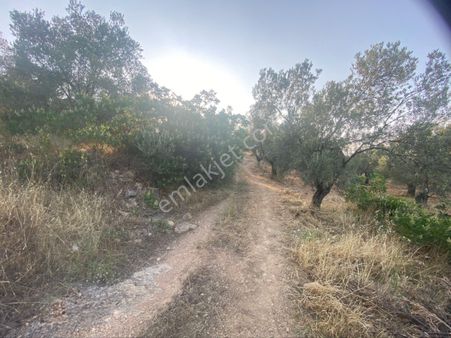 Balıkesir Burhaniyede Satılık Arazi