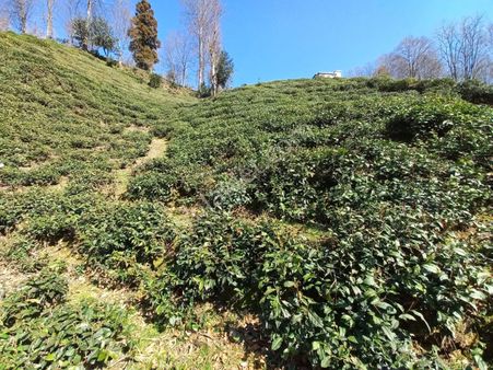 Rize Gündoğdu Hamidiye'de -1850.m2-çay Bahçesi Deniz Manzaralı
