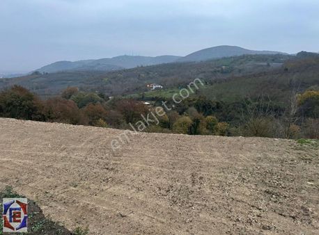 Serdivan Çubukluda Satılık 4 Dönüm Fındık Bahçesi
