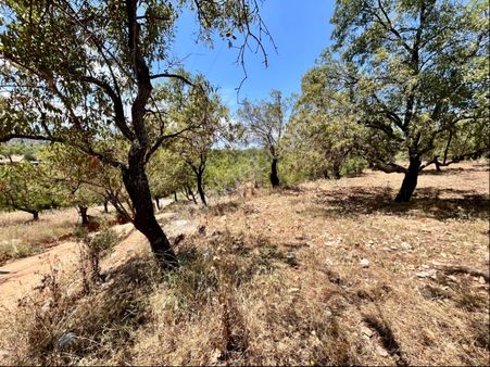 Datça Ela Emlak'tan Cumalı Mahallesinde Satılık 6,563m2 Bademlik