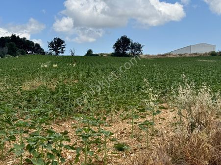 Vize Soğucak 13.681 Metre ² Çiftlik Yapımına Uygun Satılık Tarla