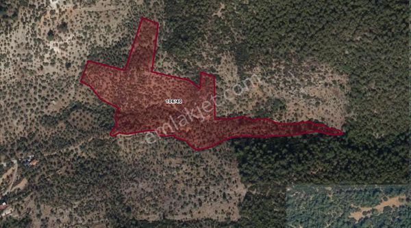 Elvan Özçelik'den Milas Merkezde Kadastral Yolu Olan Zeytinlik