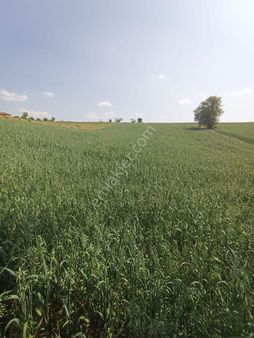 Bolu Göynük Kızılkuyu Köyün De Yatırımlık Bahçe