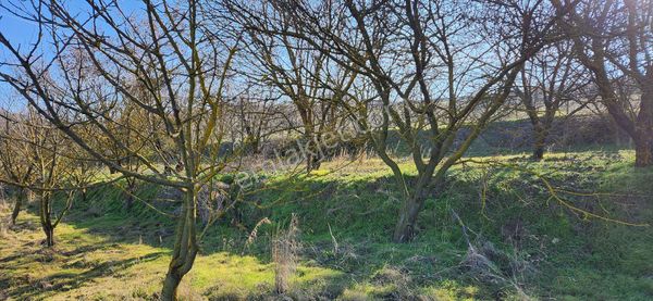 Otomobil Takaslı Meyva Bahçesi