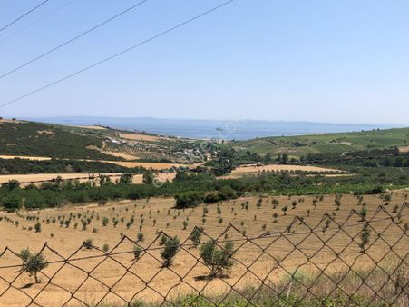 Şarköy De Işık Emlakta Şenköy Mah De 13.000 M2 Çevizlik Ve Tarla