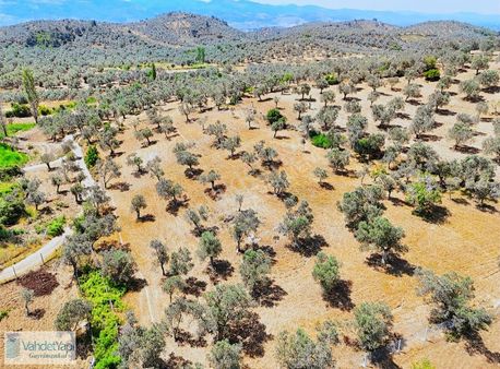 Vahdet'ten Tepeoba'da 5.013 M² Yatırım Fırsatı Satılık Zeytinlik