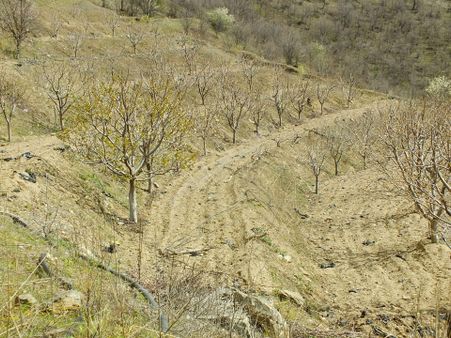 Aydın Buharkent Ericek Mahallesinde Satılık Kiraz Bahçesi