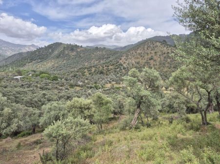 Yıldırım Mühendislikten "7.530 M2" Zeytinlik