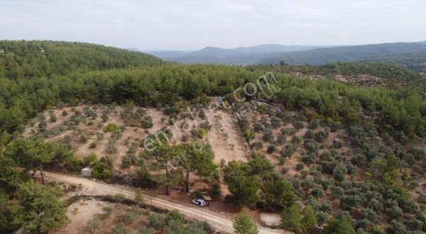 Denizova'da Satılık Asfalta 100 Metre 1.460 M2 Zeytinlik