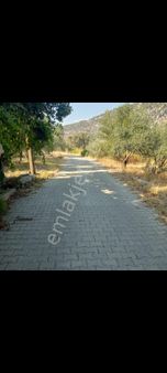 Muğla Dalaman Sabunlu Da Bulunan Zeytin Bahçesi