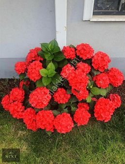 Next Real Estate Trabzon'dan Merkezi Konumda 3+1 Daire