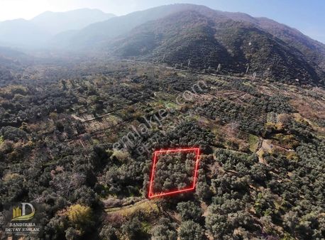Detay Emlaktan Ballıpınar Mahallesinde Satılık 314m2 Zeytinlik !