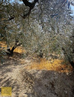 Detay Emlaktan Bandırma Edincik Mh. 953 M² Satılık Zeytinlik !