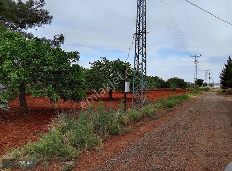 Seç Emlak'tan Oguzeli-sütlüce Mah.satılık Mahsüllü Fıstık