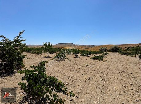 İnanan Emlaktan Sulusaray Karaçayır Mevkii Görümlü Bağ