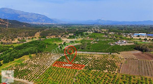 Tuana Emlak'tan Döğüşbelen'de 2398m² Narenciye Bahçesi