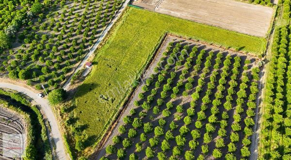 Tuana Emlak'tan Toparlar'da Satılık 6245m² Narenciye Bahçesi