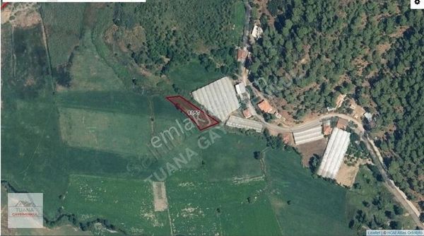 Köyceğiz Mahallesin' De Acil Satılık Kelepir Tarla ..!