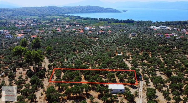 Tuana'dan Zeytinalanın'da Ful Göl Manzaralı 1.015 M² Zeytinlik