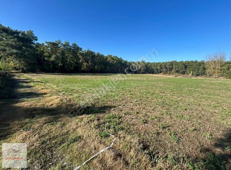 Köyceğiz Zeytinalanında 1000 M² Satılık 2-b Arazi