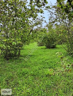 Kauf Emre' Den Ayvacık'ta Satılık Fırsat Tarla