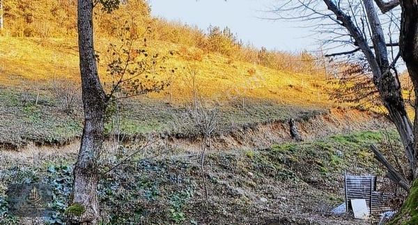 Acil Satılık Akyazıda Mükemmel Konumda Bağ Bahçe