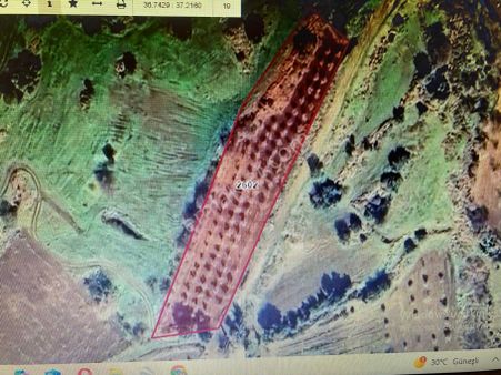 Kilis Merkez Acar Köyü’nde Satılık 80 Ağaç Zeytin Bahçesi