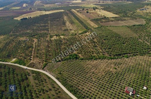 Dikili Çandarlı'da 3.712 M2 Satılık Zeytinlik