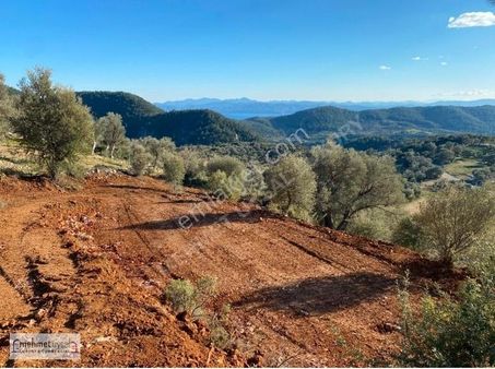 Muğla Menteşe Zeytinköyde 3058 M² Satılık Tarla
