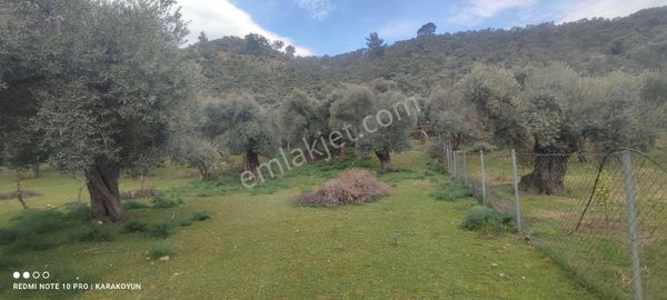Milas Selimiye Kandak Mevkiinde Satılık Bahçe