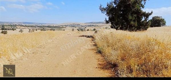 Derbent Saraypınar'da 3558 M2 Ekilir Dikilir Yolu Bulunan Parsel