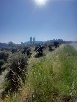 Muğla Menteşe Denizova'da Satılık Tarla