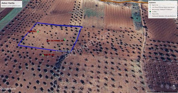 Uyaran79 Gayrimenkulden Tamburalı Da Uygun Zeytinlik