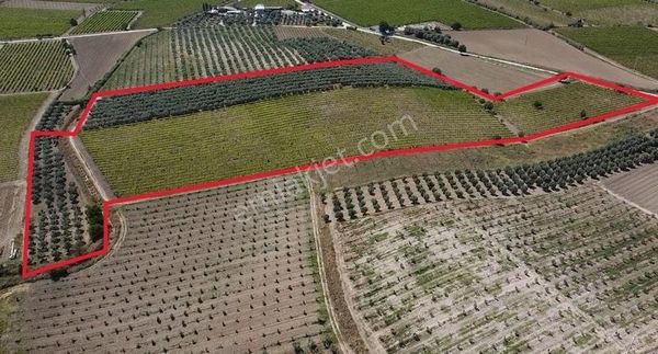 Salihli Çapaklı Mahallesinde 46 Dönüm Zeytinlik Ve Bağ