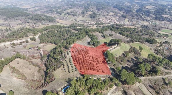 Köy Yakını Yatırımlık Zeytinlik Ve Tarla