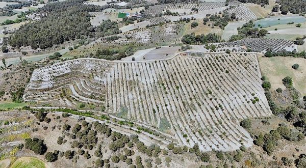 Satılık Ceviz Bahçesi 86 Dönüm