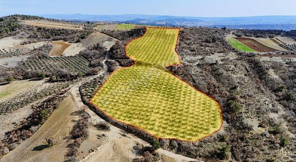 20 Yıllık Zeytin Bahçesi Satılık 30.800 M²