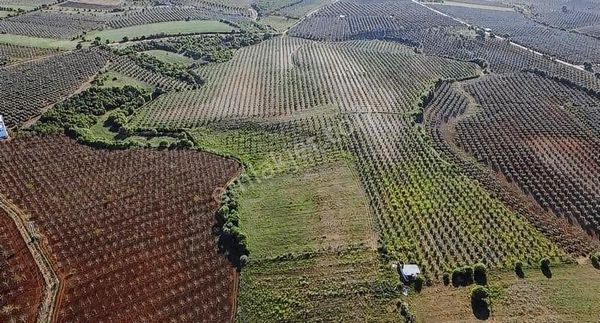 İğdecik'de Bakımlı !!fırsat!! Zeytinlik!!