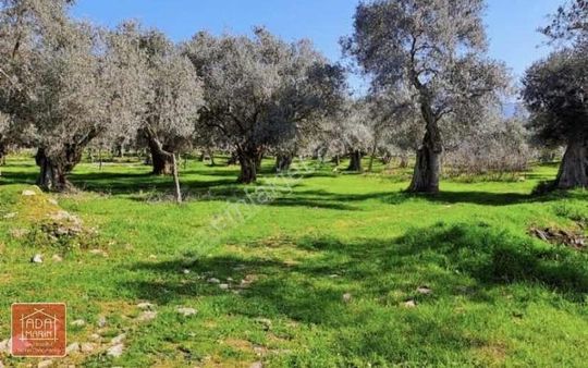 Aydın Söke Bağ-yeniköy'de 700 Ağaçlı 40 Dönüm Fırsat Zeytinlik