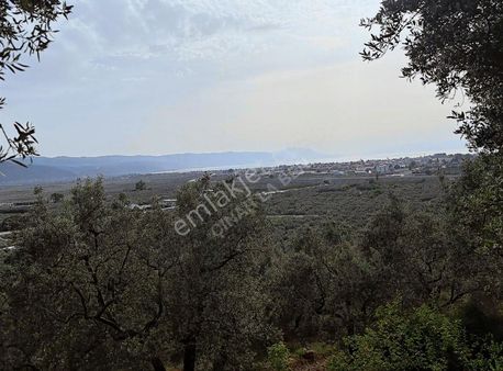 ️ İznik Bayraktar'da Manzaralı Takasa Açık 20.991 M2 Zeytinlik