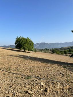 Kuşadası Yaylaköyde 36.000 M2 Arazi