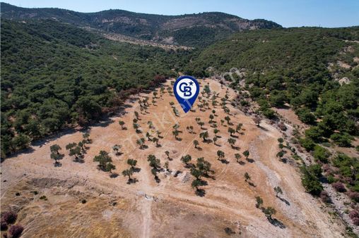 İzmir Dikili Deliktaşta 300 M² Kooperatif Hisseli Zeytinlik!