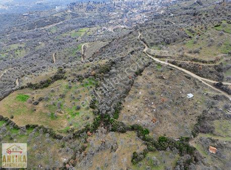 Antika Gayrimenkulden Beydağ Mahallesi Satılık 5496 M² Zeytinlik
