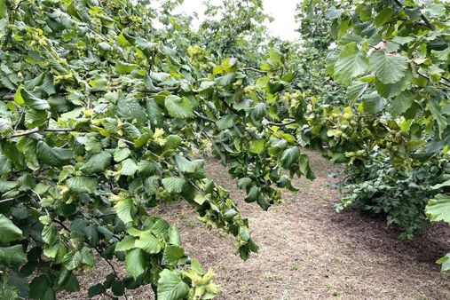 Turyapt'tan Akçakoca'da 720 Ocaklı Fındık Bahçesi