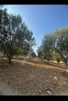 İzmir Bergama Kurtuluş Mah. Satılık Zeytinlik